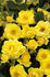 Dolly Dot rose photo