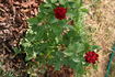 Indian Ruffles rose photo
