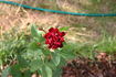 Indian Ruffles rose photo