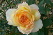 Delightful Phyllis rose photo