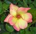 San Gabriel rose photo