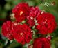 Fairy Rouge rose photo