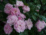 Kirschrose rose photo