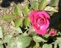 Aristocrat ™ rose photo