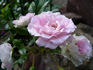 Kirschrose rose photo