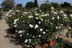 Bride's White rose photo