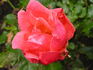 All That Jazz rose photo
