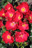 Summerfield rose photo
