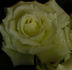 Whirlaway ™ rose photo