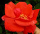 Orange Waves rose photo