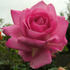 Sweet Surrender rose photo