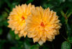19-02-03 rose photo