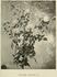 Peintre Renoir rose photo