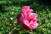 Charles de Legrady rose photo