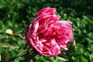 Charles de Legrady rose photo