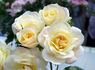 Hakuun rose photo