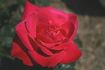 07 4A 19B rose photo