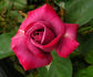 Blue Suede Shoes rose photo