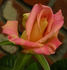 Frivolous Pink rose photo