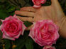 Foolish Pleasure ™ rose photo