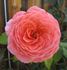 Cimarosa rose photo