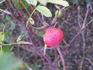 Assiniboine rose photo