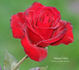National Velvet rose photo