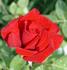 Classy rose photo
