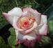 Rose Odyssey 2000 rose photo
