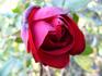 Fluorescent ® rose photo