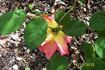 Poulsen's Copper rose photo