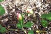 Poulsen's Copper rose photo