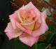 Frivolous Pink rose photo