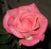 Foolish Pleasure ™ rose photo