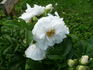 Sniedze rose photo