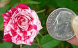 Jolly Cupido rose photo