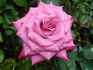 Blue Suede Shoes rose photo