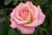 Frivolous Pink rose photo