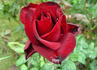 Blackout rose photo
