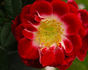 Wonderful News rose photo