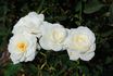 Bride's White rose photo