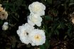 Bride's White rose photo