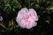 Catherine II rose photo