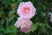 Drummer Boy rose photo