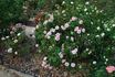 Drummer Boy rose photo