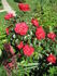 Colossal Meidiland rose photo