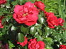 Colossal Meidiland rose photo