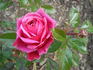 Cardiff Castle rose photo