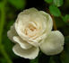 Willie Winkie rose photo