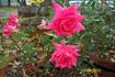 Sleeping Beauty rose photo